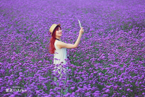 梦到好看的塑料花（梦到大片香花）