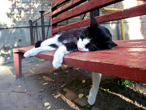 孕妇梦见别人生只小花猫（孕妇梦见花猫还有白猫）