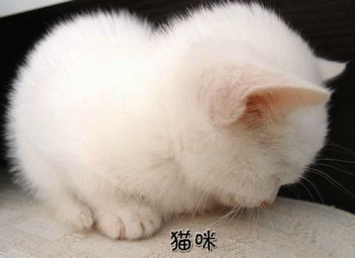 梦到家里养的猫跑出去了（梦到家里养的猫快死了）