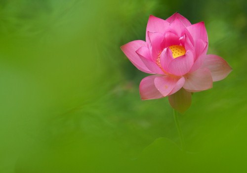 梦见自己家里有很多蜈蚣（梦见家里好多死蜈蚣）