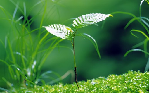 做梦梦到给陌生人上坟