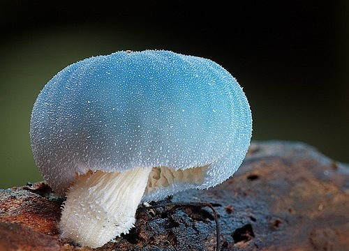 梦见鳄鱼和蘑菇（梦见鳄鱼在笼子）